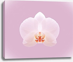 Постер Белая орхидея на нежно-розовом фоне