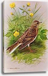 Постер British Birds - Skylark