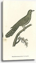 Постер White-throated Cuckow 1