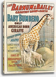 Постер Неизвестен The Barnum & Bailey greatest show on earth : Baby Bumbeno, only American born giraffe, cutest thing alive