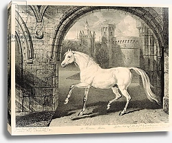 Постер Уорд Артур A Persian Horse, from 'Celebrated Horses', 1823-24