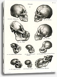 Постер Человеческие и обезьяньи черепа из полной естественной истории млекопитающих (1845)