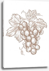 Постер Виноградная гроздь