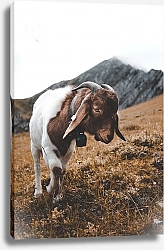 Постер Пятнистая коза на горном склоне