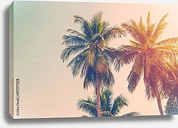 Постер Кокосовые пальмы на фоне летнего неба
