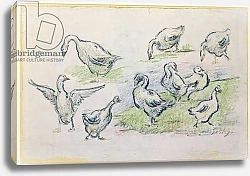 Постер Сислей Альфред (Alfred Sisley) Ducks
