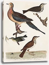 Постер Птицы Америки Уилсона 44