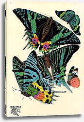 Постер Papillons by E. A. Seguy №18