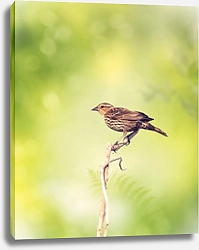 Постер Маленькая коричневая птичка на ветке на зеленом фоне