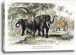 Постер Азиатские слоны