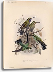 Постер Птицы J. G. Keulemans №57