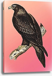 Постер Клинохвостый орёл