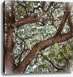 Постер Ветви дерева 2