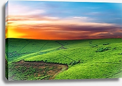 Постер Чайные плантации, Уганда
