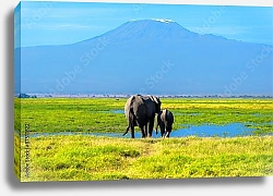 Постер Два слона на фоне Килиманджаро