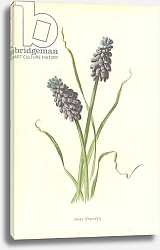 Постер Хулм Фредерик (бот) Grape Hyacinth