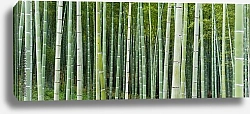 Постер Бамбуковые стволы