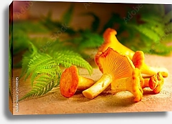 Постер Свежие дикие лисички с листьями папоротника