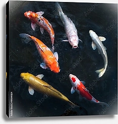 Постер Красочные рыбки кои  1