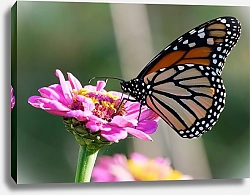 Постер Бабочка монарх на розовом цветке