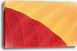 Постер Осенний красно-желтый лист