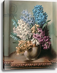 Постер Уильямс Альберт (совр) AB/313 Hyacinths in a Pottery Vase