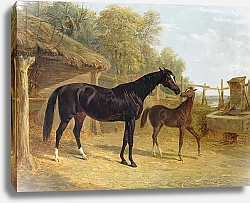 Постер Херринг Джон Levity, the property of J.C.Cockerill Esq., with her foal Queen Elizabeth, the property of Lord Dorchester, 1843