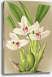Постер Лемер Шарль Maxillaria grandiflora