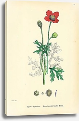 Постер Papaver Hybridum. Round-prickly-headed Poppy. 1