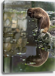 Постер Обезьянка смотрит на свое отражение в воде