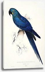 Постер Parrots by E.Lear  #6