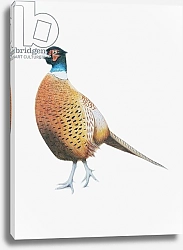 Постер Графтон Эле (совр) Pheasant, 2012