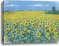 Постер Берн Алан (совр) Field of Sunflowers, 2002