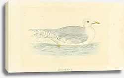 Постер Iceland Gull 1