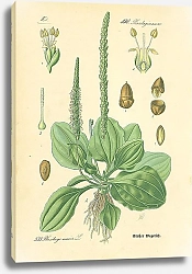 Постер Plantaginaceae, Plantago maior