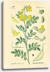 Постер Leguminosae, Colutea arborescens