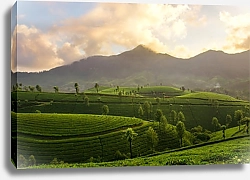 Постер Горный чайные плантации Муннар, Индия