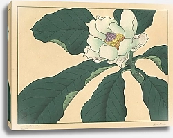 Постер Хоицу Сакаи Cucumber tree flowers