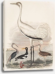 Постер Птицы Америки Уилсона 65