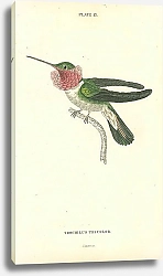 Постер Trochilus Tricolor 1