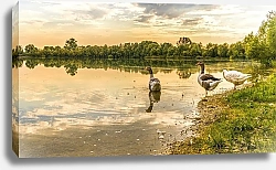 Постер Гуси и утки на берегу озера