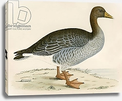 Постер Моррис (акв, птицы) Gray Lag Goose