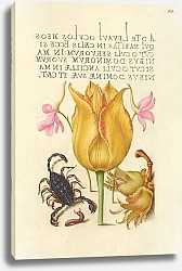 Постер Хофнагель Йорис Rocket Larkspurs, Tulip, Scorpion, Millepede, and European Filbert