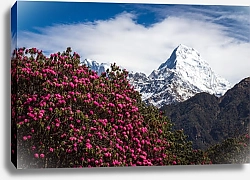Постер Непал. Горный пейзаж с рододендронами