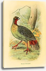 Постер Blood-Pheasant