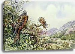 Постер Даннер Карл (совр) Pair of Red Kites in an Oak Tree,