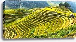 Постер Рисовые поля Му Кан Чай, Вьетнам