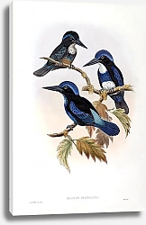 Постер Spotted-throated Kingfisher - Halcyon stictolaema