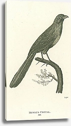 Постер Rufous Coucal, male 1