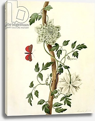 Постер Коньерс Джон (бот) Clematis Florida with Butterfly and Caterpillar